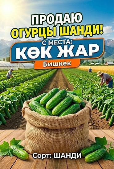 Огурцы