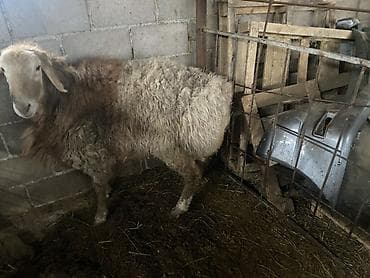 ягнята гисары: Продаю | Баран (самец) | На забой, Для разведения | Племенные, Осеменитель — 3