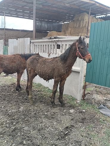 Башка жаныбарлар: Сатам | Бээ (ургаачы) | Жумушка | Асыл тукумдуу — 3