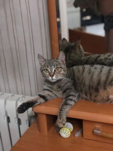 курт: Мышык бекер берилет: Породасыз, 7 айлык, Ургаачы, Бычылган, Лотокко барууга үйрөтүлгөн, Курттардан тазаланган — 6