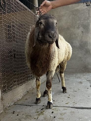 кочкор овца: Продаю | Баран (самец) — 4