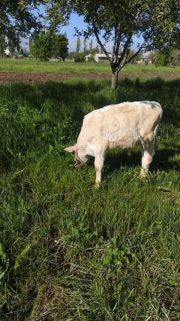 дом животные: Продаю | Тёлка | На откорм | Привязанные — 5