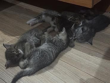 Котята – домашние, ласковые, активные. Мама метиска, папа русская — 6
