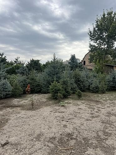 Ель голубая (Picea pungens) — декоративные саженцы для участка и at lalafo.kg Ель голубая (Picea pungens) — декоративные саженцы для участка и