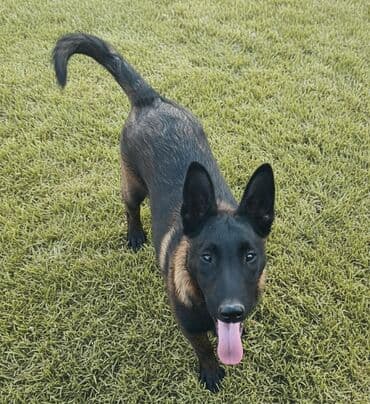 продать собаку срочно: Бельгийская овчарка, 4 месяца, Самец, С прививкой, С родословной — 2