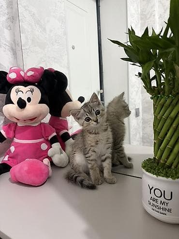 Скотиш Страйт (Шотландская прямоухая), 2 месяца, Девочка, Приучена к лотку