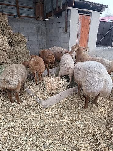 сколько стоят собаки: Продаю | Овца (самка) | Для разведения | Матка — 6
