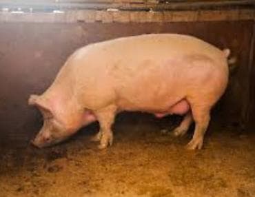 грумер бишкек цена: Сатам | Каман (эркек) | Чоң ак — 2