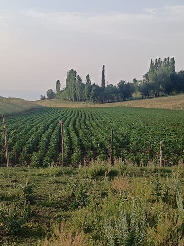 мешки 50 кг: Картошка Джелли, Оптом — 7