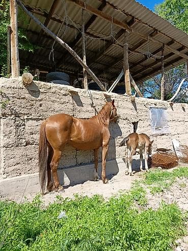 козу сатылат бишкек: Сатам | Бээ (ургаачы) | Аргын | Көбөйтүү үчүн | Асыл тукумдуу — 2