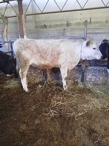 Продаю | Бык (самец) | На откорм | Привязанные at lalafo.kg Продаю | Бык (самец) | На откорм | Привязанные
