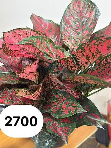 аглаонемы: Комнатные декоративнолистные растения в горшках. 1) Калатея — 4