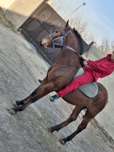 пудель цена: Продаю | Жеребец | Полукровка | Для разведения, Рабочий, Конный спорт — 8