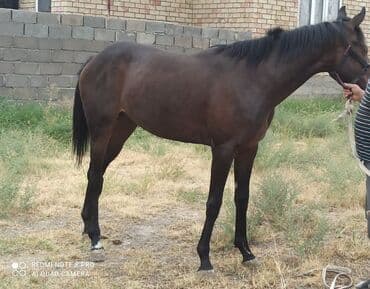 форма животных: Продаю | Кобыла (самка) | Английская | Конный спорт — 8