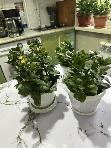 каланхоя: Каланхоэ цена 250 сом за горшок.В горшке по 3-5 ростков.Самовывоз - — 2