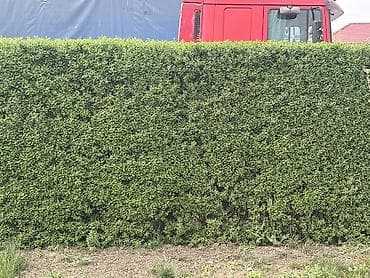 ежик живой: Самовывоз — 6