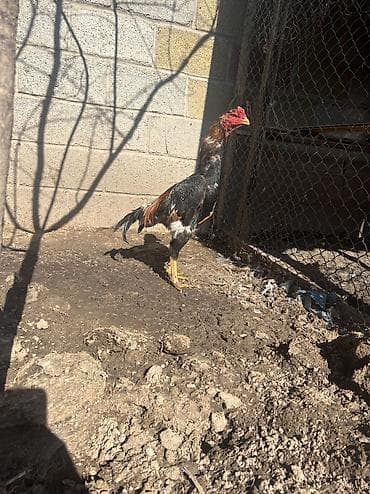 даканы шамо: Продаю | Петух | Бойцовая | Для разведения, Для боев — 2