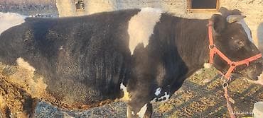 швиц тёлка: Продаю | Тёлка | Голштин | Привязанные — 6