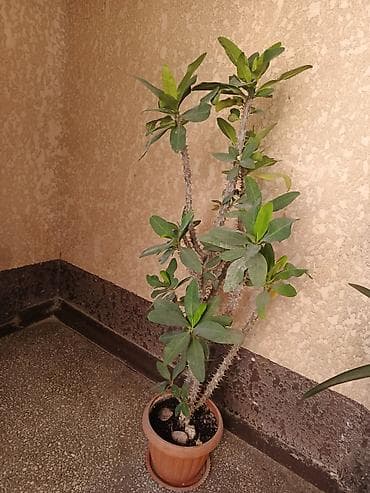 Молочаи: Молочай Милла (Euphorbia milii), крупный комнатный экземпляр в горшке — 1