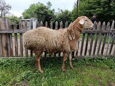 бараны арашан цена: Продаю | Овца (самка) | Для разведения — 3