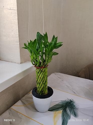 Бамбук: Драцена Сандера (Lucky Bamboo) — декоративная композиция из спирально — 2