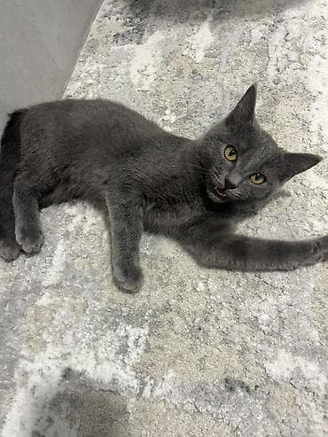 Отдам котёнка в хорошие и ответственные руки !!! Котёнок серого окраса — 1