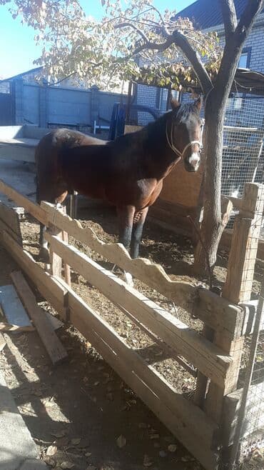 Аквариумы: Продаю | Жеребец | Для разведения | Племенные — 1