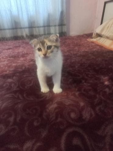 Котёнок с короткими, загнутыми ушками и крупными выразительными