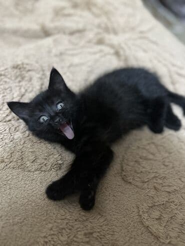 купить вислоухого котенка: Отдам в хорошие руки троих котят один вислоухий — 7