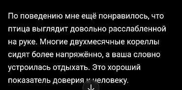 цыплята бройлеры: Не просто попугай а член семьи🥰 Предлагаются молодые — 7