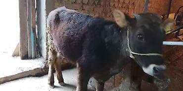 Уйлар, букалар: Сатам | Кунаажын — 1