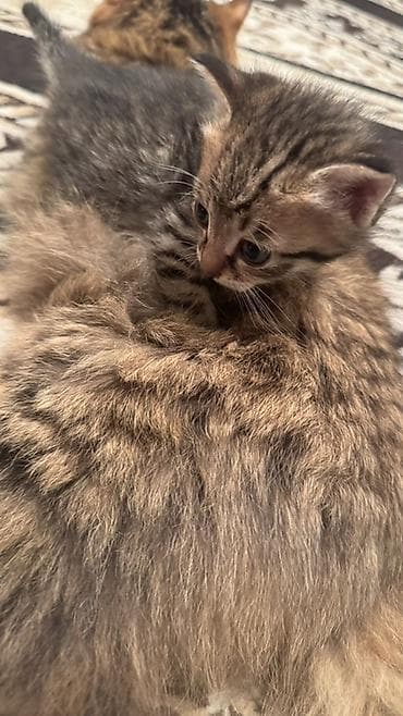 трехцветная кошка: Раздаем котят!!! помогите найти дом!! — 4