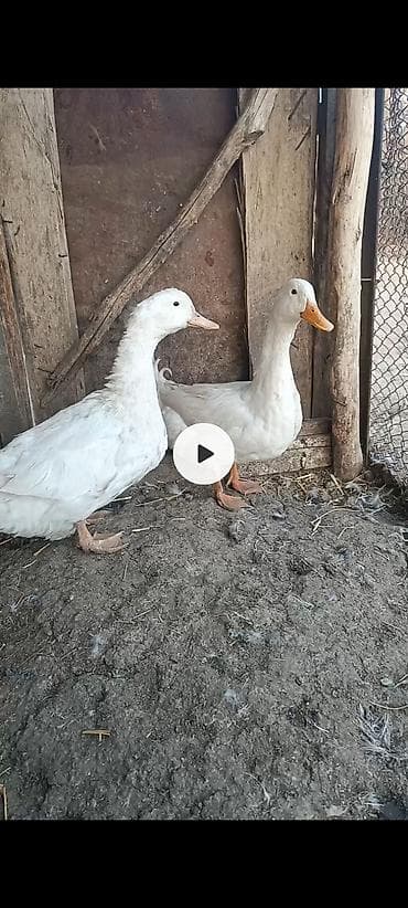 летучая белка: Оба 2500 дам пара - Предположительно порода пекинская: крупное — 1