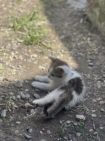 каракол кролик: Отдам в хорошие руки — 6