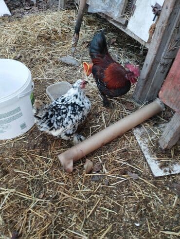 купить бумагу а4 оптом бишкек: Продаю кур породы карликовые цены от 600 до 800 сом есть кохинхины — 1