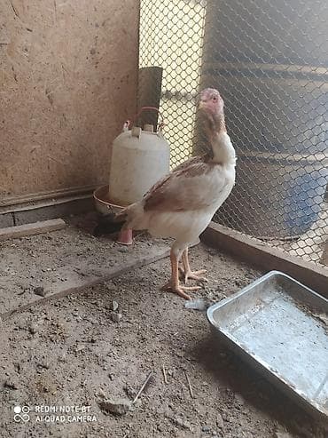 балык кумара: Дакан, кореец мекиш жожолор сатылат Бишкек ак ордо 2 шт 4000 с тукумга — 2