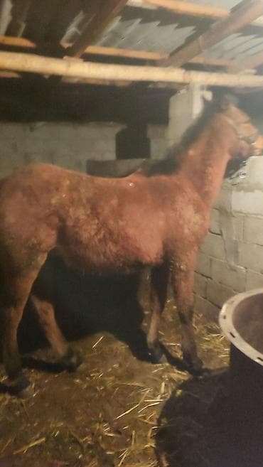 Другие животные: Продаю | Конь (самец) | Рабочий | Мерин — 1