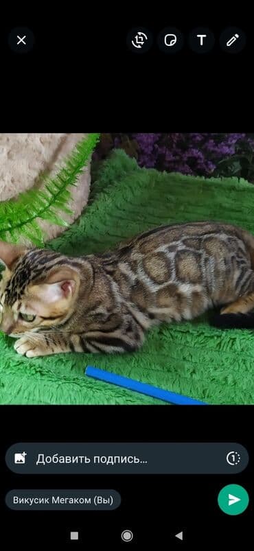 бенгальский леопардовый кот: Друзья !! в проф питомнике Бен Гла Мур новые детки .Бенгальские котята — 7