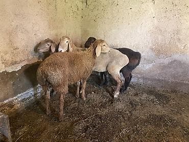 животные баран: Продаю | Овца (самка), Ягненок, Баран (самец) | Полукровка | На забой, Для разведения | Осеменитель, Матка, Ярка — 7