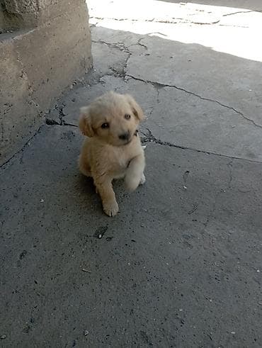 абисинская кошка: Отдам даром Щенков русского спаниеля мать спаниель отец подлец метисы — 2