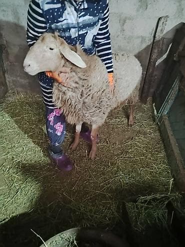 хай лай соня: Кочкор на откорм 1 год 29 т — 3