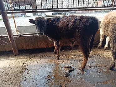 птицы бишкека: Продаю | Бык (самец) | На откорм | Привязанные — 5