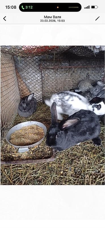 чөп сатылат: Сатам | Коендун бөжөктөрү | Көбөйтүү үчүн — 5