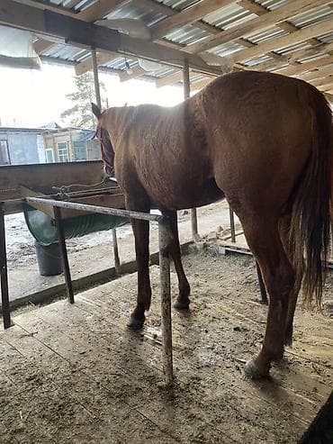 конный завод донской продажа лошадей: Продаю | Жеребец | Дончак | Конный спорт — 2