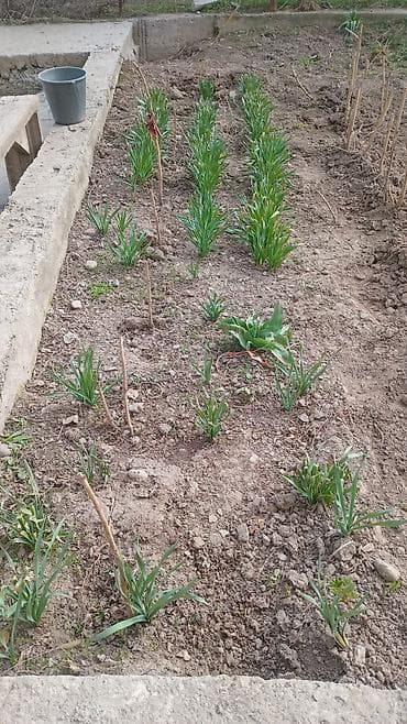 Цветы фиалки многолетние. более 70 штук в наличии. болезней и