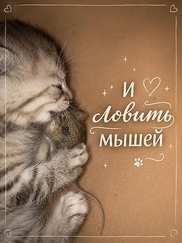 Үй жаныбарлары: Мышык бекер берилет: Породасыз, 2 айлык, Ургаачы, Лотокко барууга үйрөтүлгөн — 4