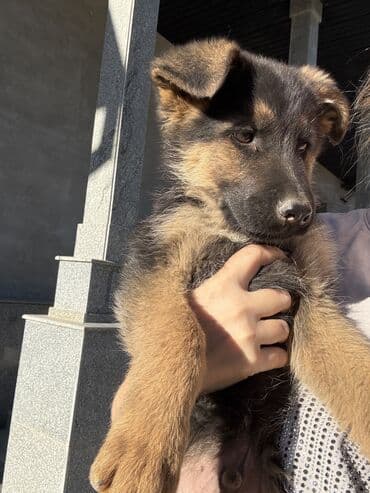 собаки алабай: Немецкая овчарка, 3 месяца, Самка, С прививкой, С родословной — 2