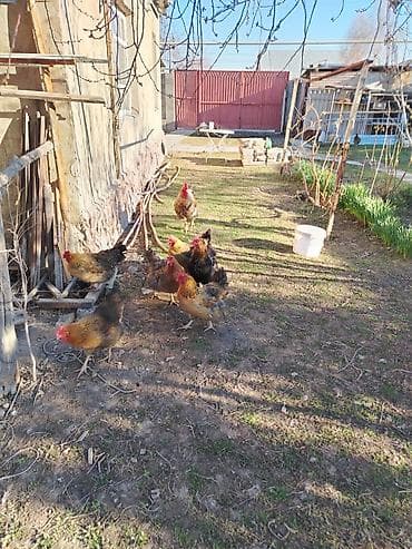 улар сатылат: Сатам | Тооктор | Үй | Жумуртка туудуруу үчүн — 1