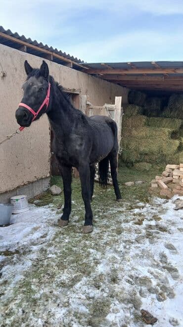 жожо бишкек: Сатам | Байтал | Жумушка — 7