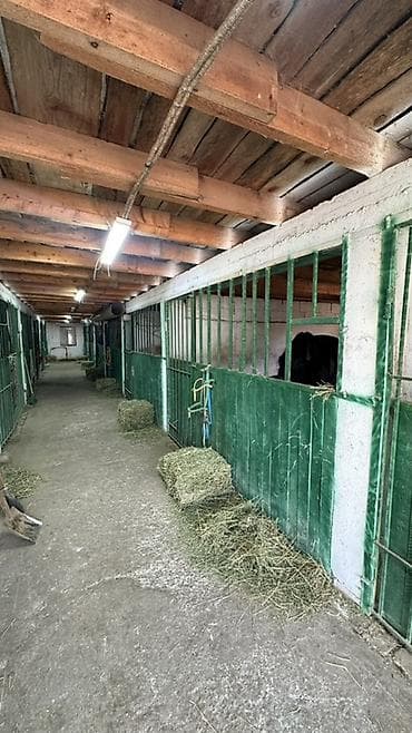 Продажа коммерческой недвижимости: Ферма КРС, 15 соток, Действующий — 4